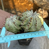 Euphorbia horrida