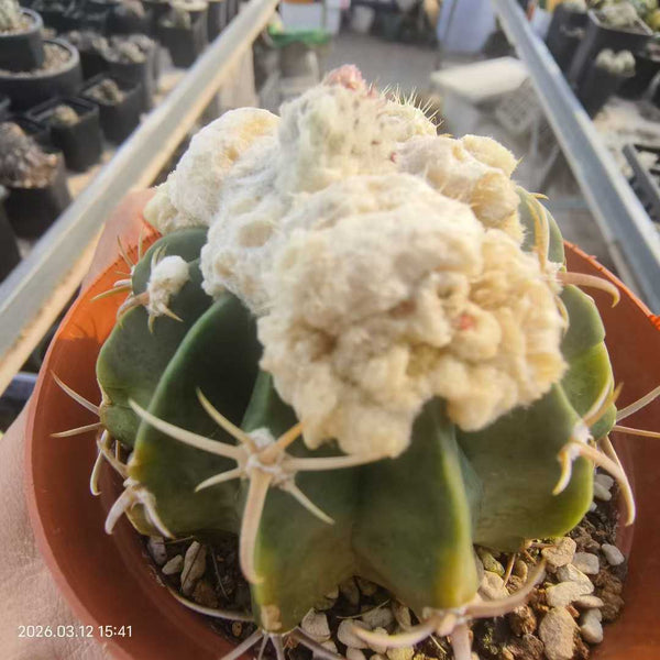 Homalocephala texensis For Sale | Quality Seed Grown | Monstrose Spines & Crested Form (7.6cm)