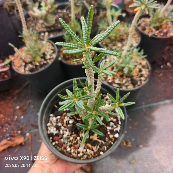 Dorstenia gigas bullata For Sale | Well-rooted Cutting | Iconic Bullate Foliage (H15cm)