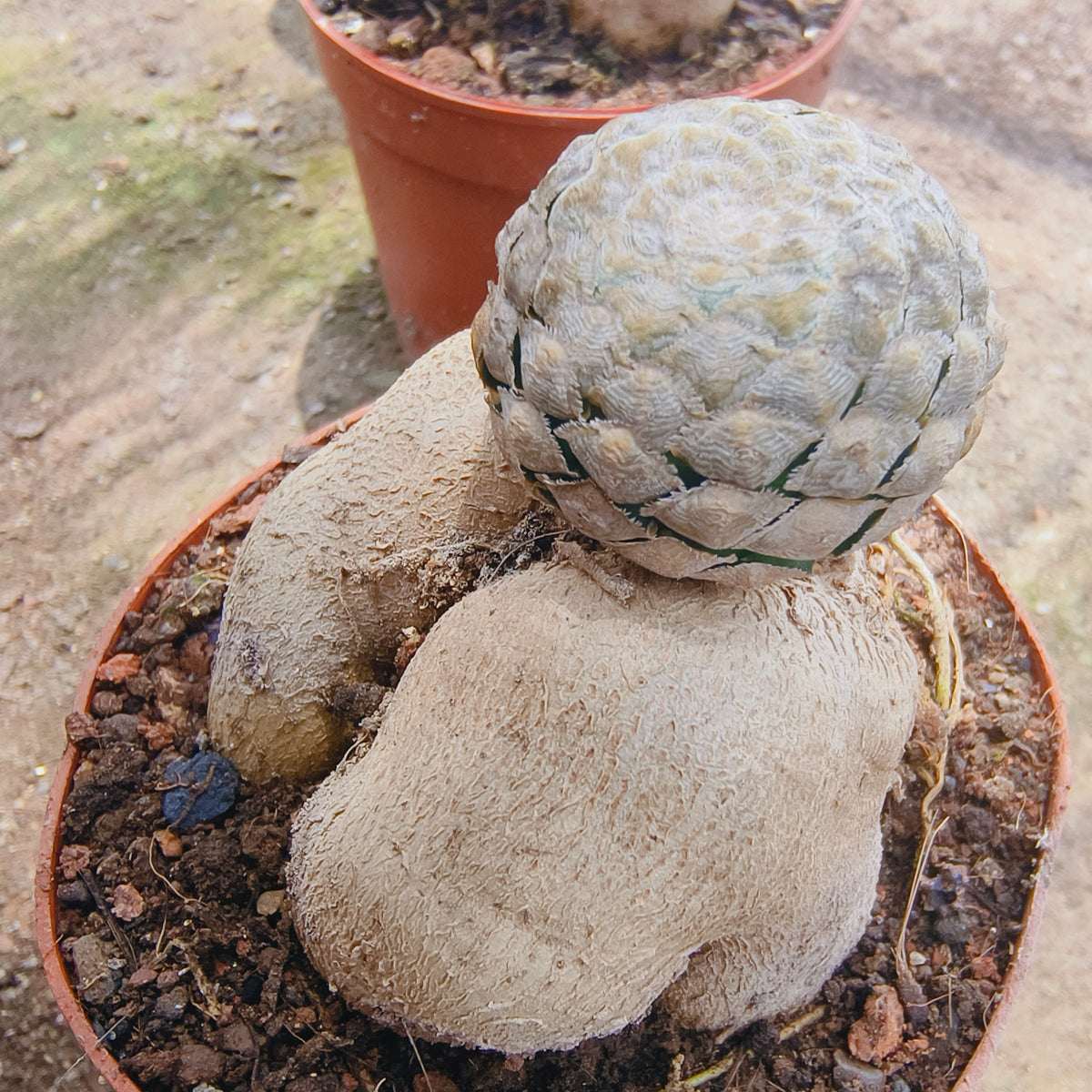 Euphorbia piscidermis-Euphorbia-image-2