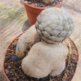 Euphorbia piscidermis-Euphorbia-image-2