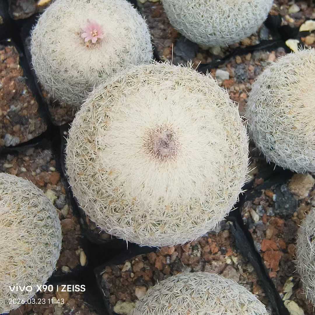 Epithelantha micromeris - BotanicalCollector