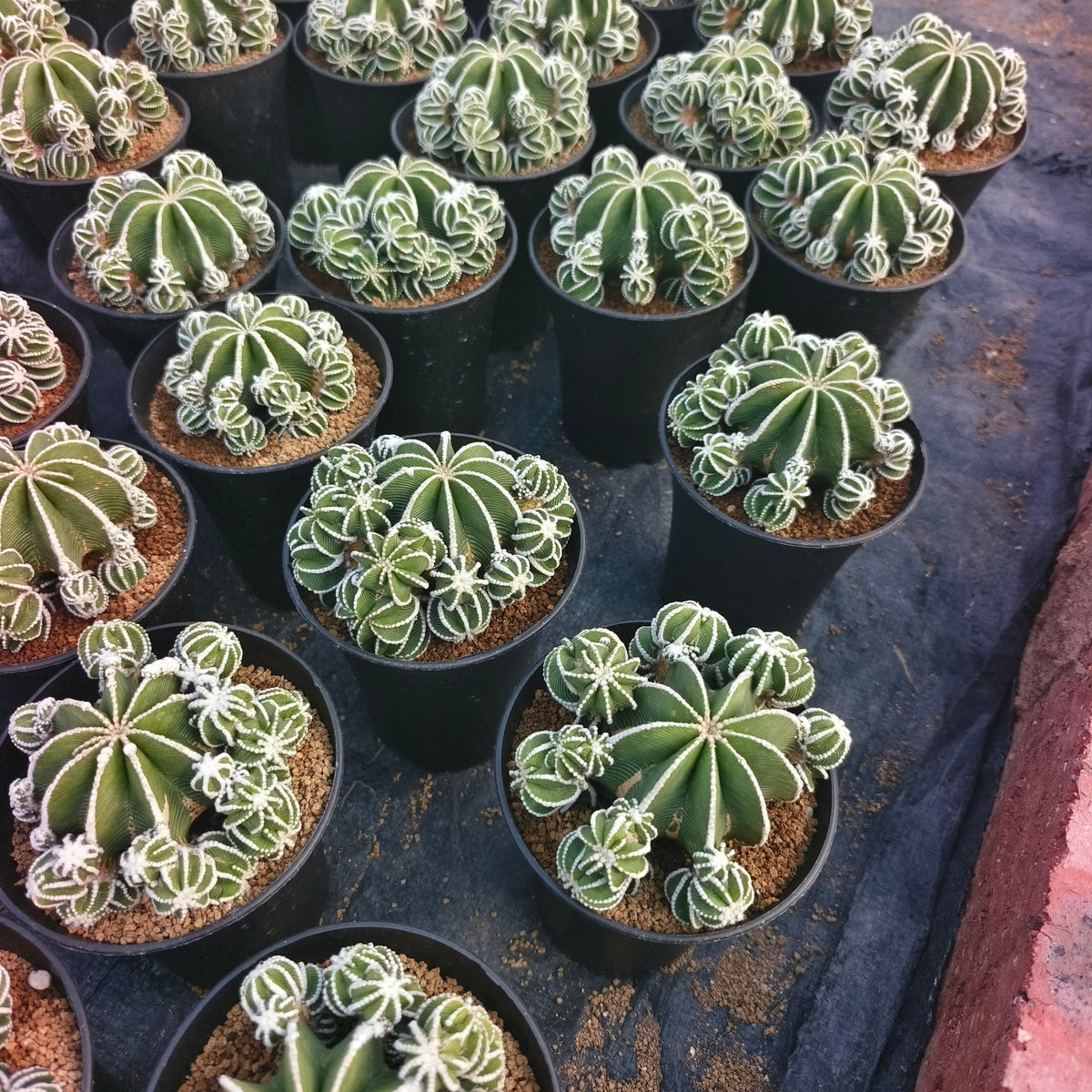Aztekium hintonii-Aztekium-W8-10cm-image-5