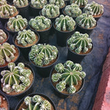Aztekium hintonii-Aztekium-W8-10cm-image-5