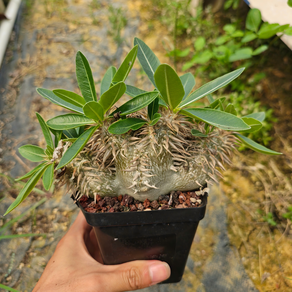 Pachypodium enigmaticum Seeds — Pachypodium — 2026 seed listing — 1 Seed — image 2: plant specimen shown as a reference for this seed listing
