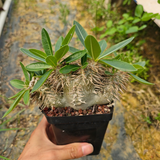 Pachypodium enigmaticum Seeds — Pachypodium — 2026 seed listing — 1 Seed — image 2: plant specimen shown as a reference for this seed listing