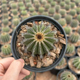Uebelmannia pectinifera — Same Size Shipped, W6.5cm, Offset