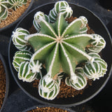 Aztekium hintonii-Aztekium-W8-10cm-image-3