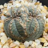 Euphorbia obesa