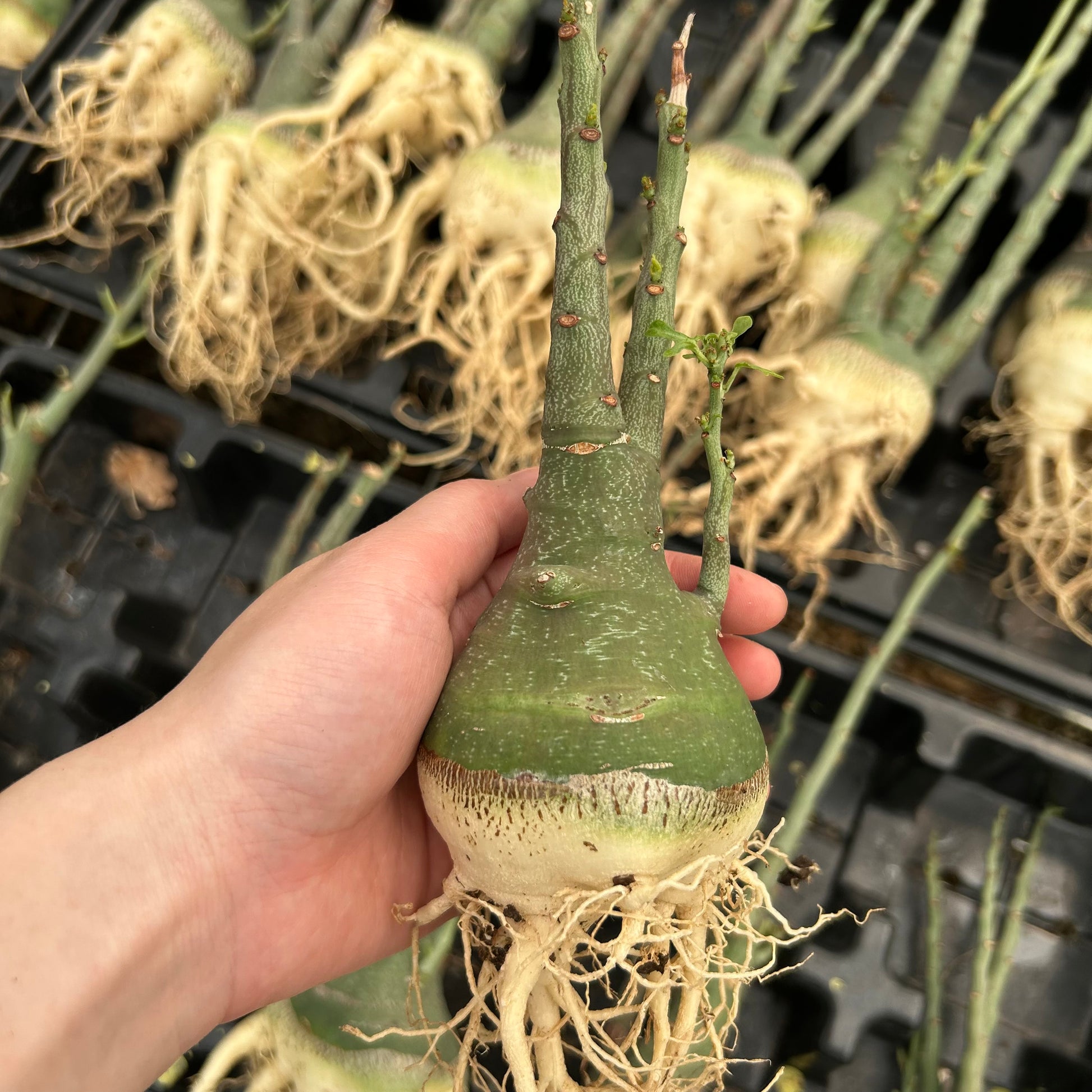 Adenia glauca | Seed-grown | W5-6cm