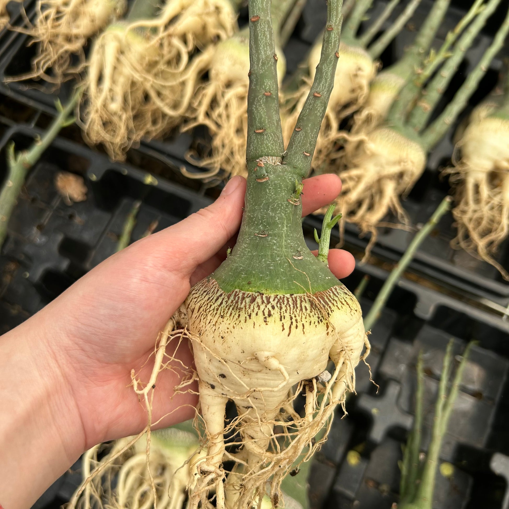 Adenia glauca | Seed-grown | W5-6cm