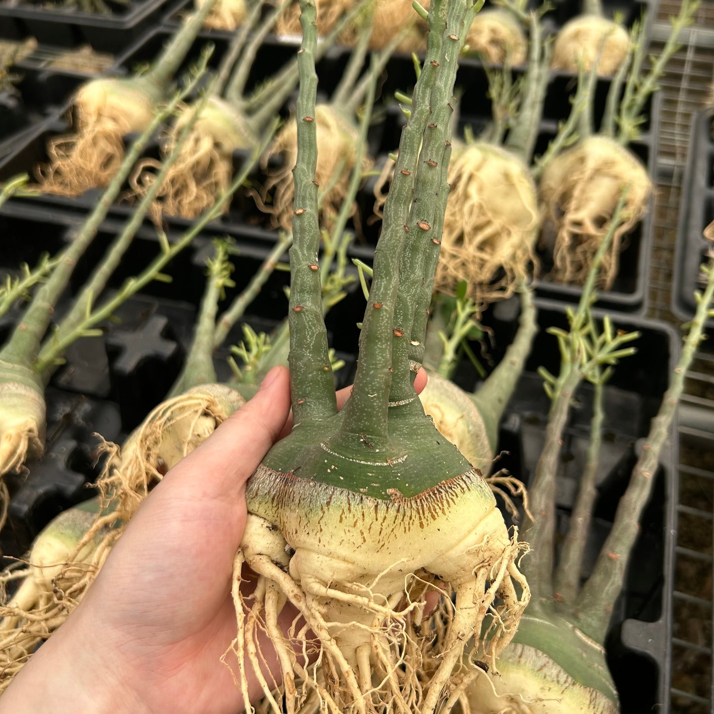 Adenia glauca | Seed-grown | W5-6cm