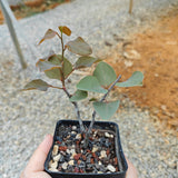 Adenia isaloensis-Adenia-H5-8cm-image-1