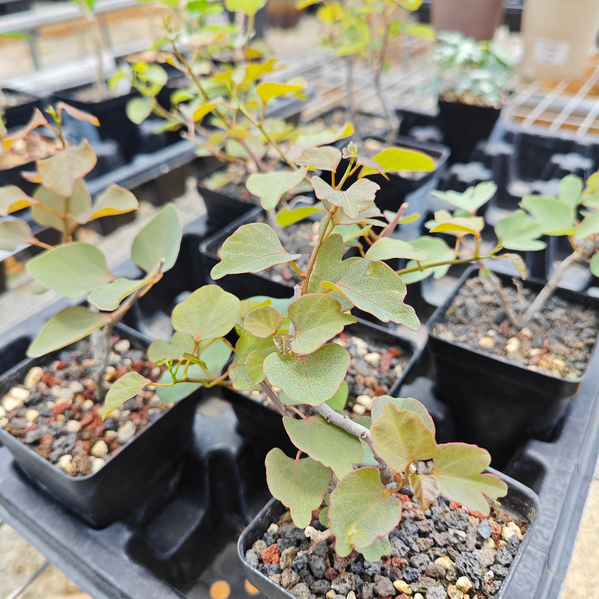 Adenia isaloensis-Adenia-H5-8cm-image-6