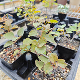 Adenia isaloensis-Adenia-H5-8cm-image-6