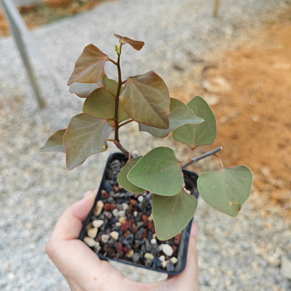 Adenia isaloensis-Adenia-H5-8cm-image-2