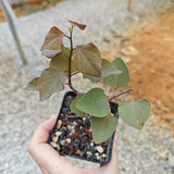 Adenia isaloensis-Adenia-H5-8cm-image-2
