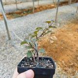Adenia isaloensis-Adenia-H5-8cm-image-3