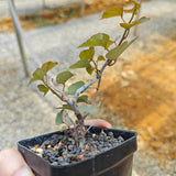 Adenia isaloensis-Adenia-H5-8cm-image-4