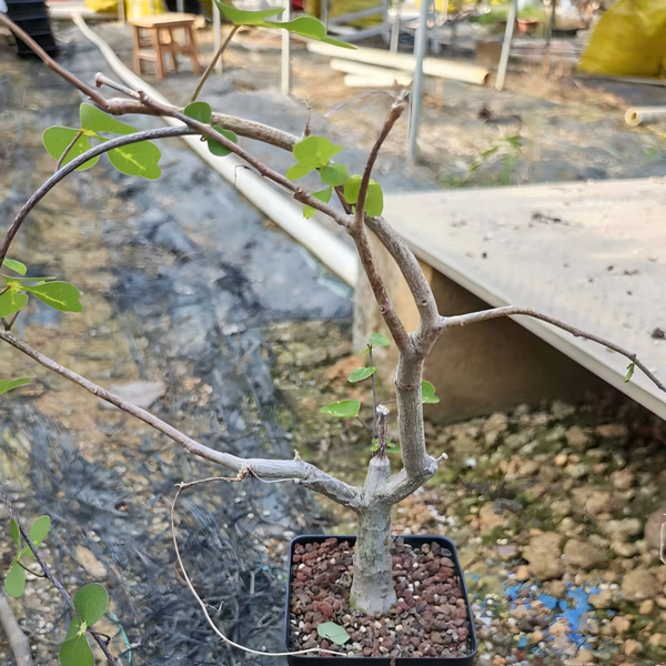 Adenia olaboensis - BotanicalCollector
