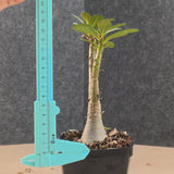Adenium socotranum 29 - BotanicalCollector