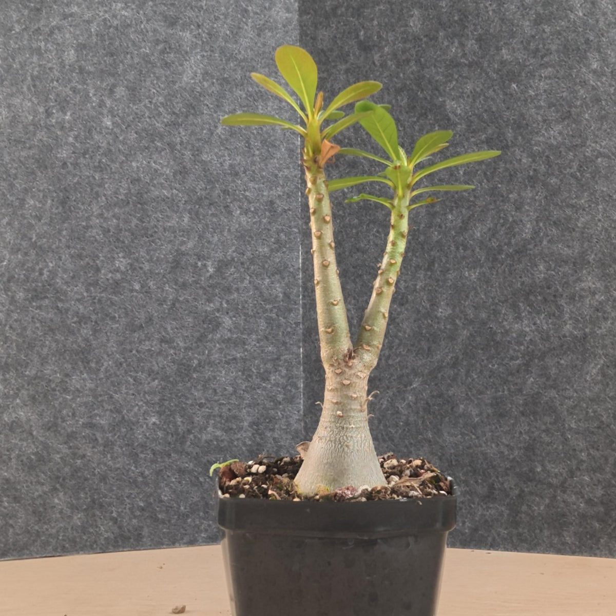Adenium socotranum 29 - BotanicalCollector