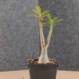 Adenium socotranum 29 - BotanicalCollector