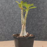 Adenium socotranum 29 - BotanicalCollector