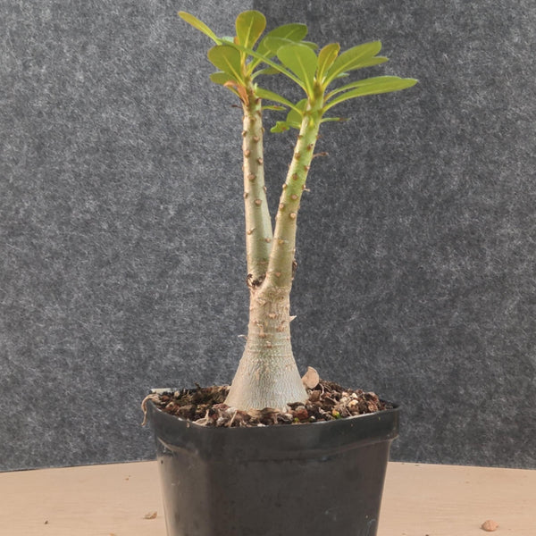 Adenium socotranum 29 - BotanicalCollector