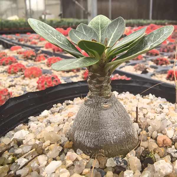Adenium socotranum - BotanicalCollector