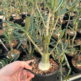 Adenium sp.Tanzania/Adenium Somalense sp. Nova Tanzania-Adenium-H10-15cm W3-4cm-image-5