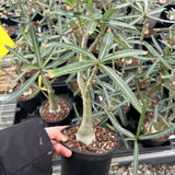 Adenium sp.Tanzania/Adenium Somalense sp. Nova Tanzania-Adenium-H10-15cm W3-4cm-image-2