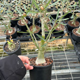 Adenium sp.Tanzania/Adenium Somalense sp. Nova Tanzania-Adenium-H10-15cm W3-4cm-image-3