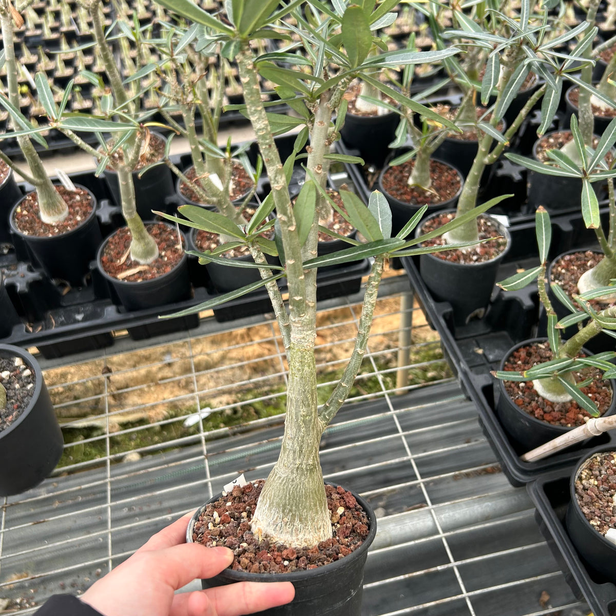 Adenium sp.Tanzania/Adenium Somalense sp. Nova Tanzania-Adenium-H10-15cm W3-4cm-image-4