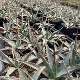 Agave utahensis-Agave-W5cm-image-5