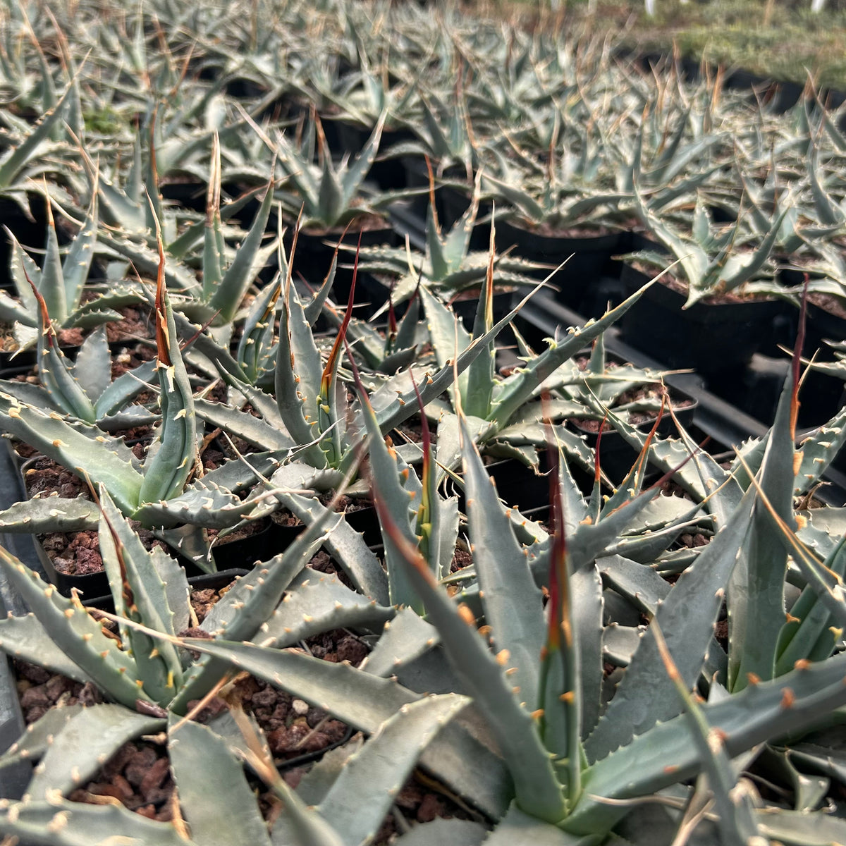 Agave utahensis-Agave-W5cm-image-6