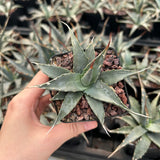 Agave utahensis-Agave-W5cm-image-2