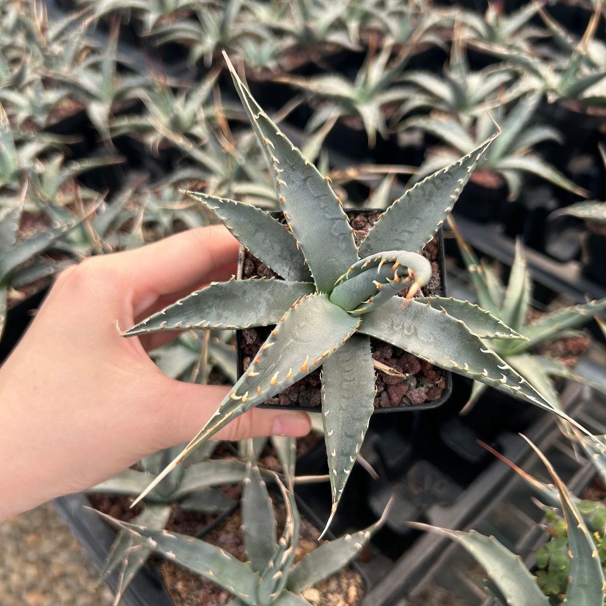 Agave utahensis-Agave-W5cm-image-3