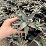 Agave utahensis-Agave-W5cm-image-3