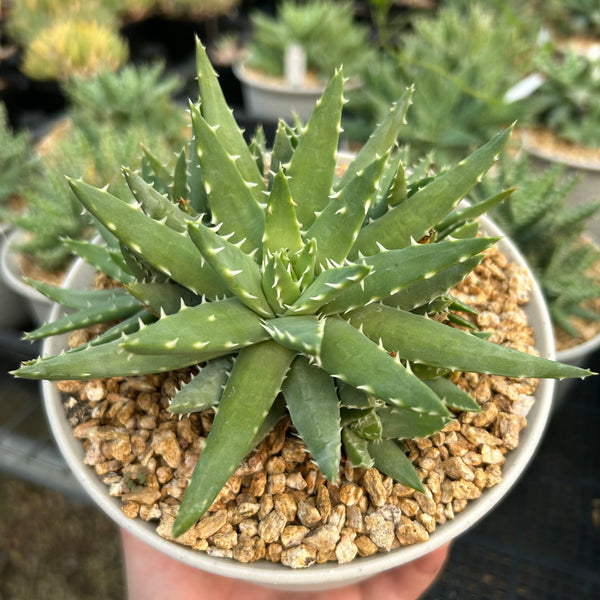 Aloe brevifolia -01 | Seed-grown | W8-10cm（副本） - BotanicalCollector