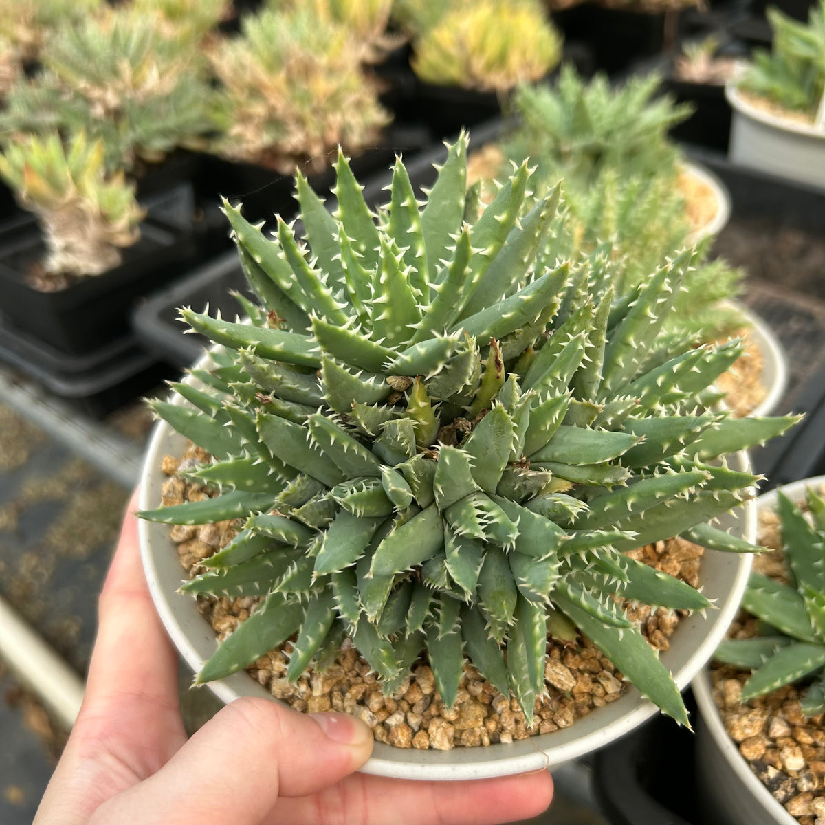Aloe brevifolia-Aloe-W8-10cm-image-2