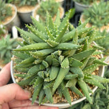 Aloe brevifolia-Aloe-W8-10cm-image-3