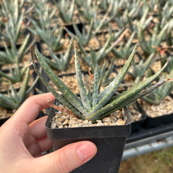 Aloe compressa var schistophil - BotanicalCollector