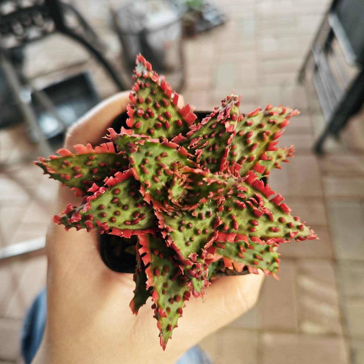 Aloe hybrid 21 - BotanicalCollector