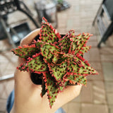 Aloe hybrid 21 - BotanicalCollector