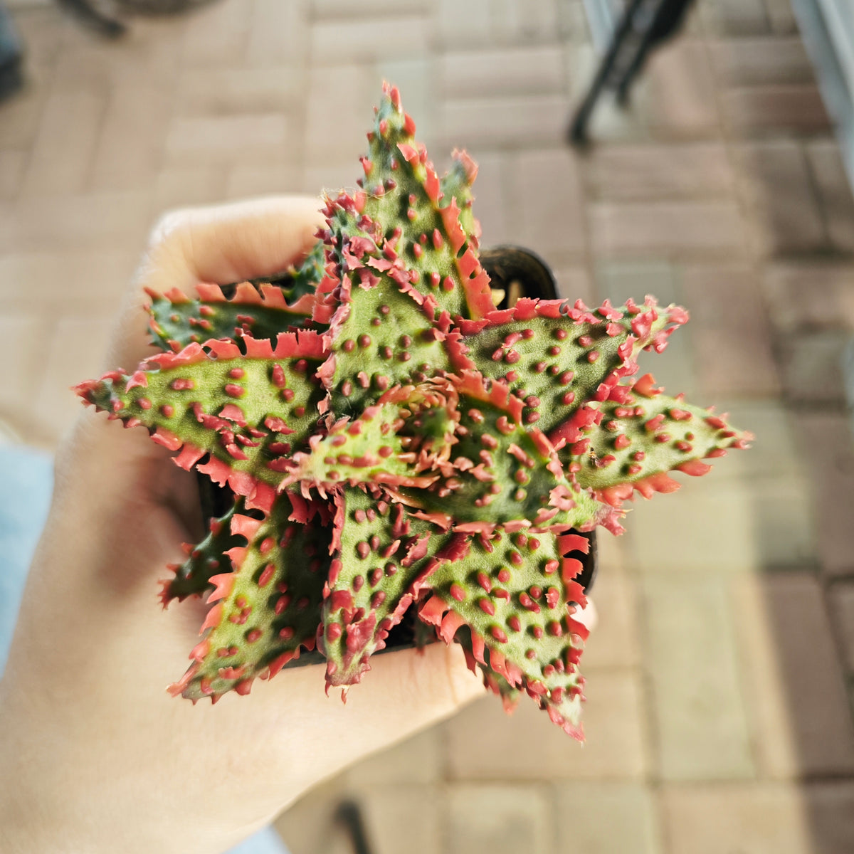 Aloe hybrid 21 - BotanicalCollector