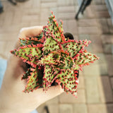 Aloe hybrid 21 - BotanicalCollector
