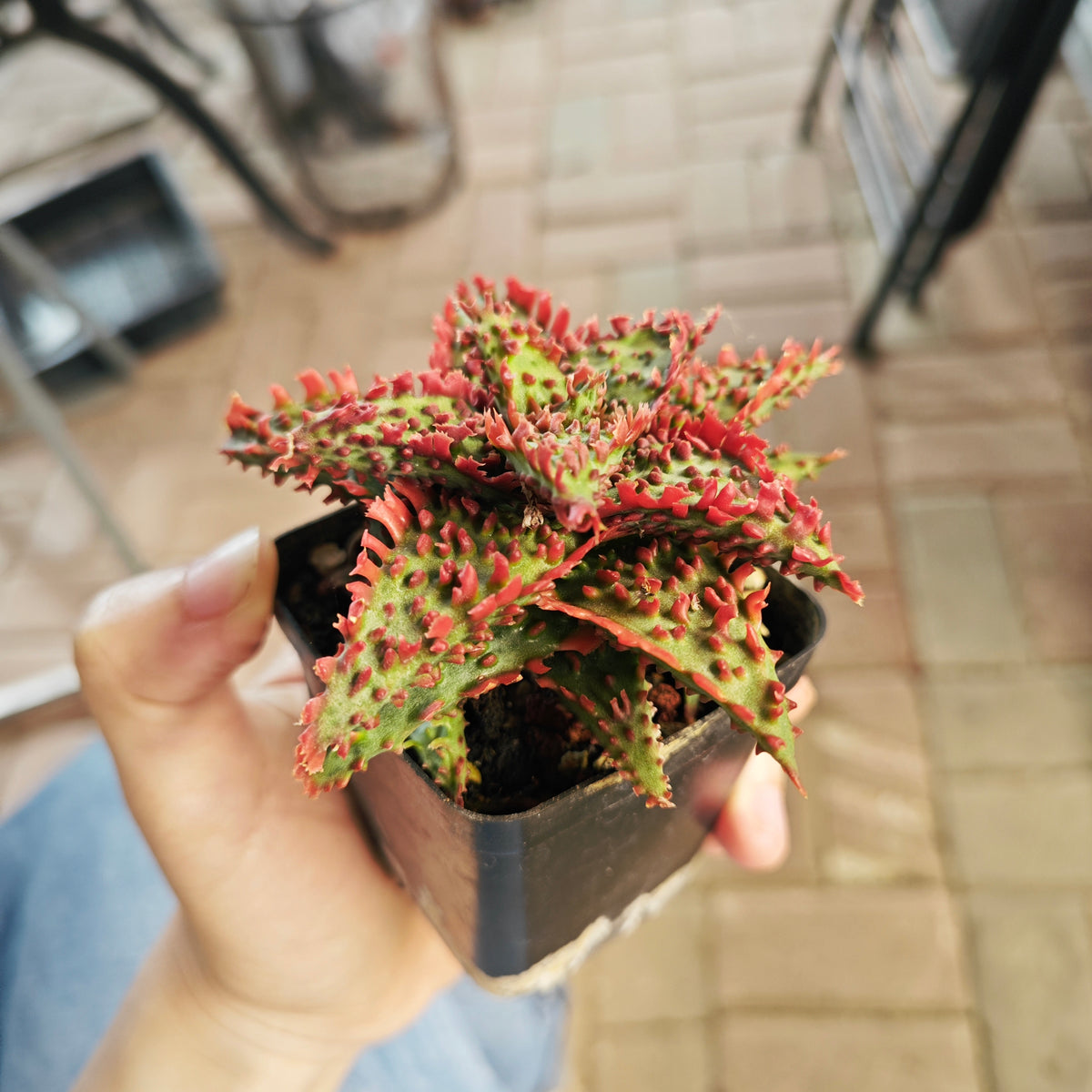 Aloe hybrid 21 - BotanicalCollector