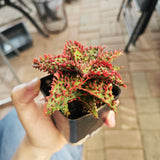 Aloe hybrid 21 - BotanicalCollector