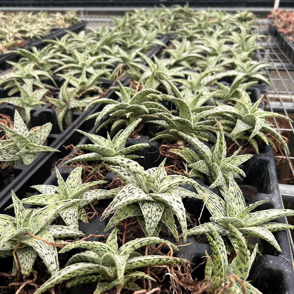 Aloe hybrid-Aloe-W4-6cm-image-6